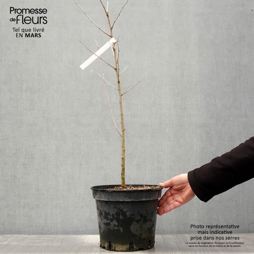 Exemplaar van Morus alba - Witte moerbei Pot van 7,5 l/10 l zoals geleverd in de lente