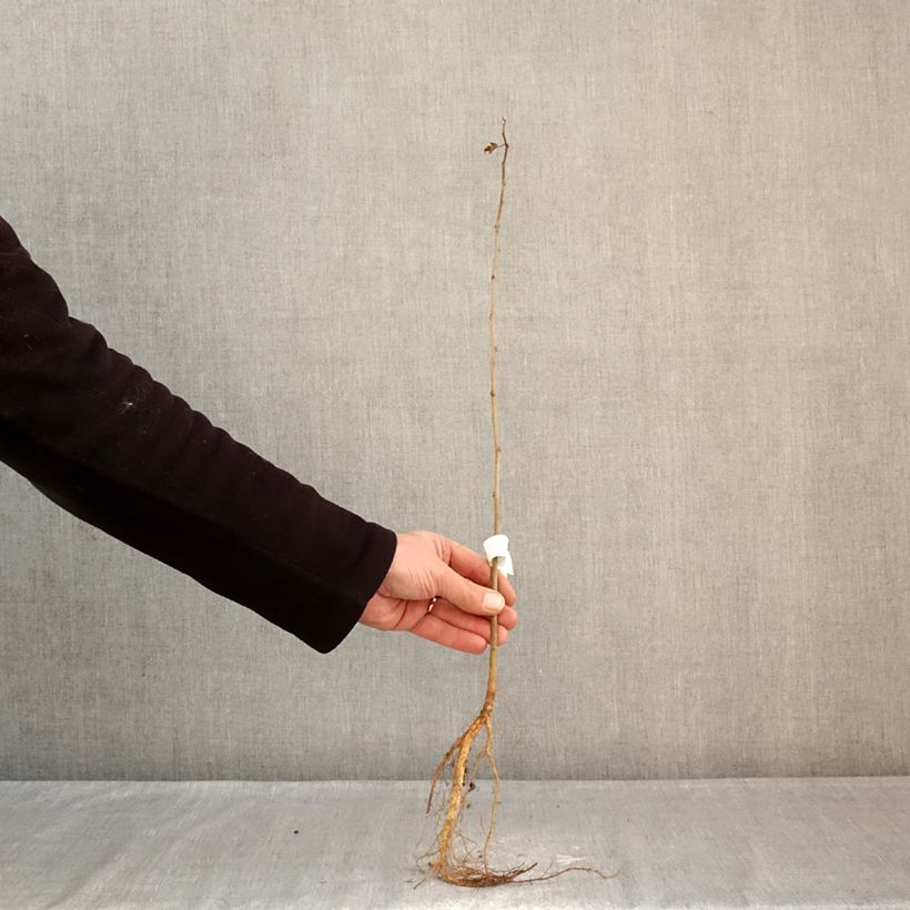 Example of Morus alba - Mûrier blanc  Naakte wortel as you get in hiver