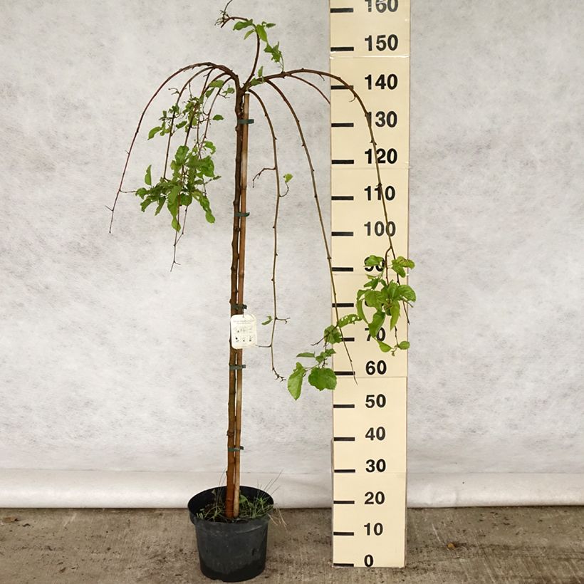 Exemplaar van Morus alba Pendula - Witte moerbei Pot van 7,5 l/10 l, Stengel zoals geleverd in de lente