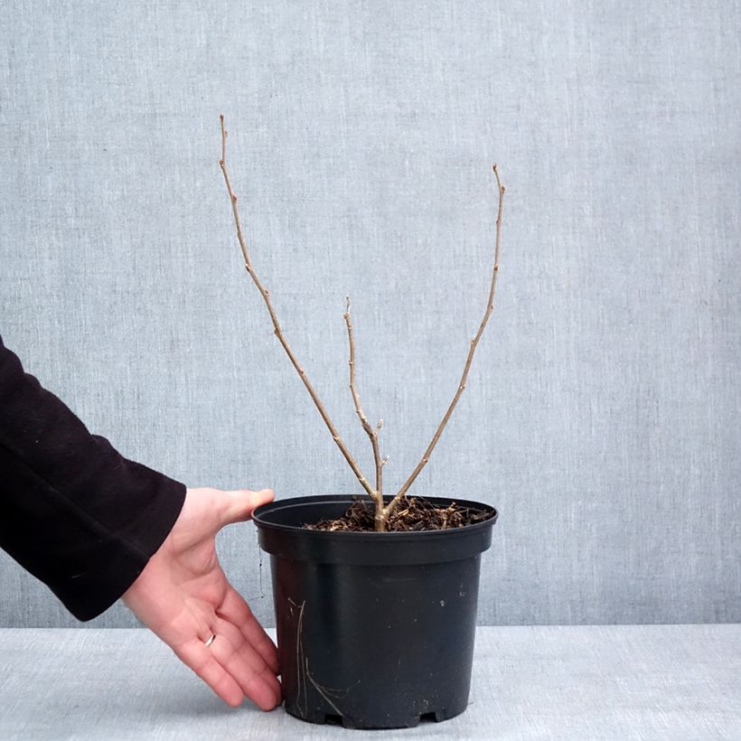 Example of Morus alba Shin Tso - Mûrier blanc Pot van 3 l/4 l as you get in hiver