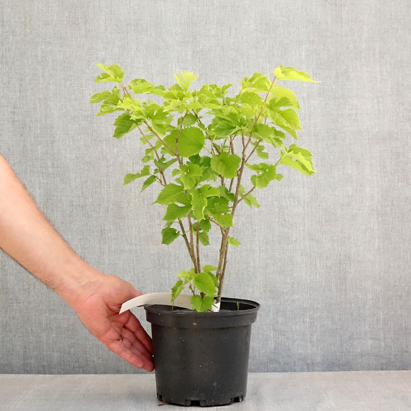 Exemplaar van Morus alba Shin Tso - Japanse moerbei Pot van 3 l/4 l zoals geleverd in de lente