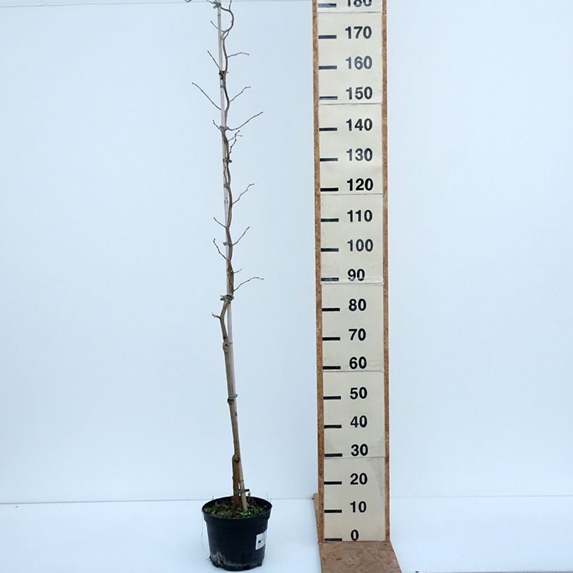 Exemplaar van Morus latifolia Spirata - Witte moerbei Pot van 7,5 l/10 l zoals geleverd in de herfst