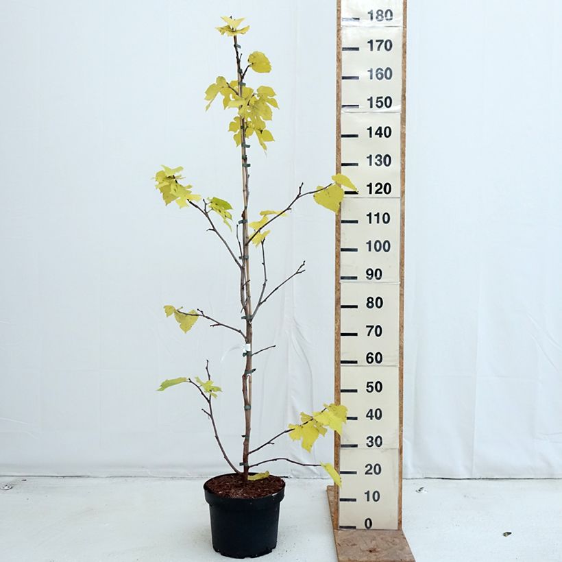 Example of Morus nigra - Mûrier noir Pot van 7,5 l/10 l as you get in automne