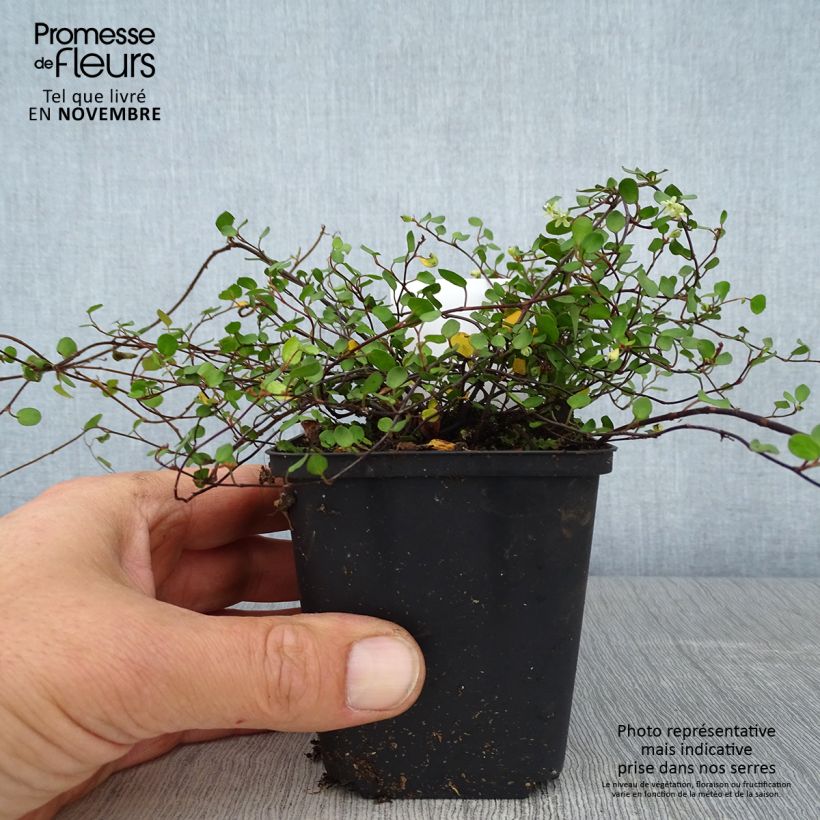 Exemplaar van Muehlenbeckia axillaris - Draadplant Kweekpotje van 8/9 cm zoals geleverd in de herfst