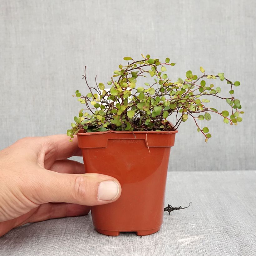 Exemplaar van Muehlenbeckia complexa Golden Girl - Draadstruik Kweekpotje van 8/9 cm zoals geleverd in de herfst