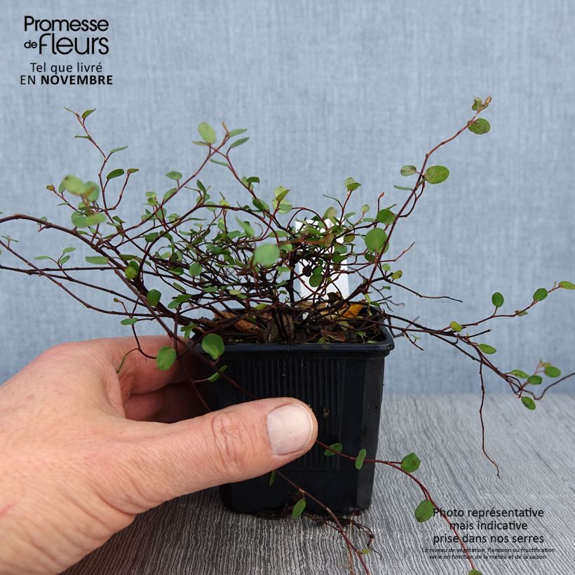 Exemplaar van Muehlenbeckia complexa Sealand Compact - Draadstruik Kweekpotje van 8/9 cm zoals geleverd in de herfst