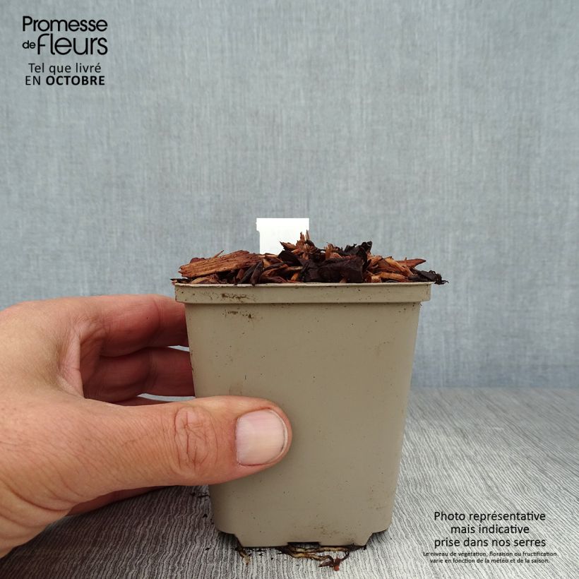 Exemplaar van Convallaria majalis - Lelietje-van-dalen Kweekpotje van 8/9 cm zoals geleverd in de herfst