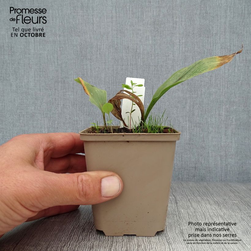 Exemplaar van Convallaria majalis Prolificans - Lelietje-van-dalen Kweekpotje van 8/9 cm zoals geleverd in de herfst