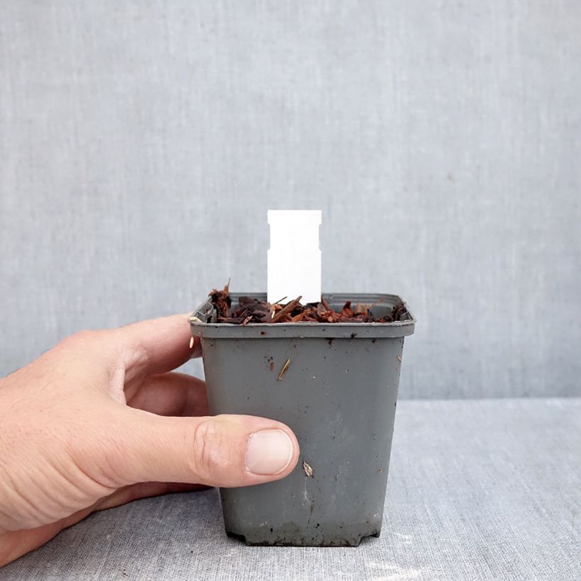 Example of Muguet Géant de Fortin - Convallaria majalis Fortin's Giant Kweekpotje van 8/9 cm as you get in automne