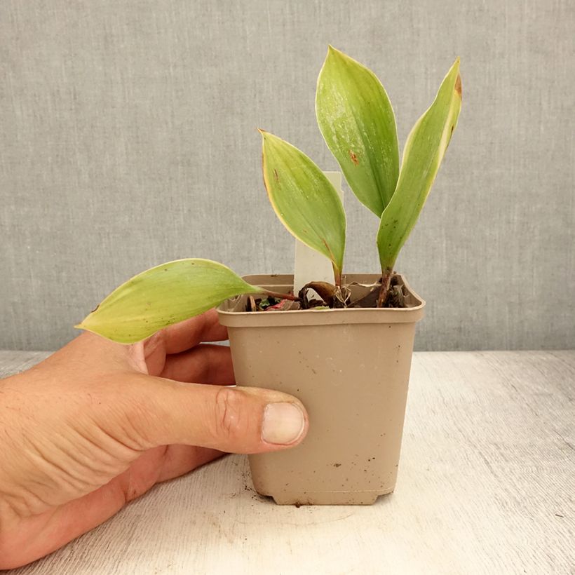 Exemplaar van Convallaria majalis Hardwick Hall - Lelietje-van-dalen Kweekpotje van 8/9 cm zoals geleverd in de zomer