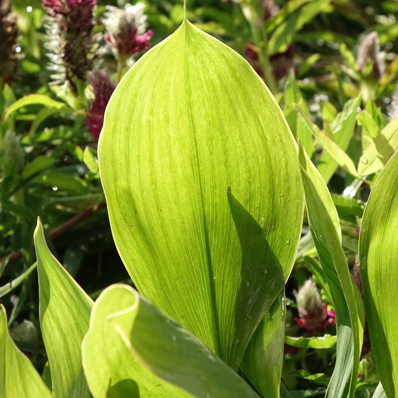 Convallaria majalis Hardwick Hall - Lelietje-van-dalen (Blad)