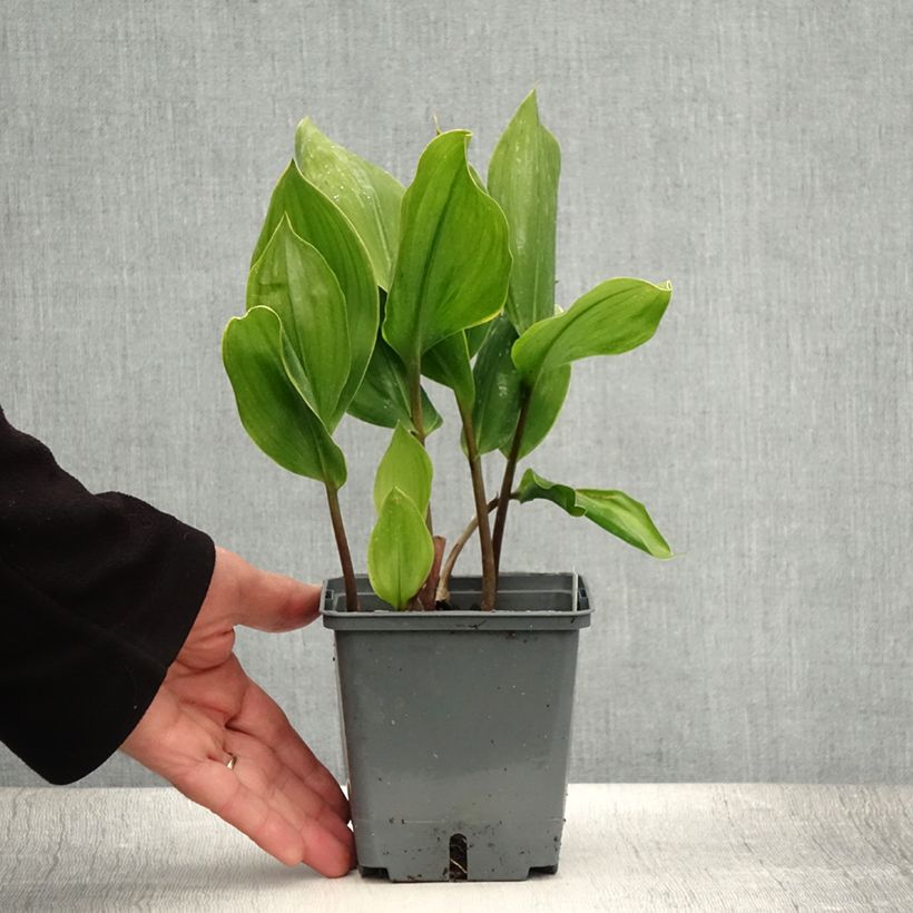 Exemplaar van Convallaria majalis Hardwick Hall - Lelietje-van-dalen Pot van 1,5 l/2 l zoals geleverd in de zomer