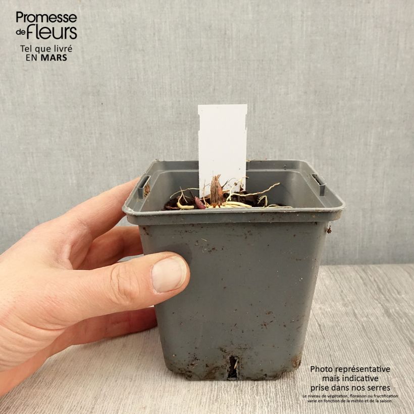 Exemplaar van Convallaria majalis Hardwick Hall - Lelietje-van-dalen Pot van 1,5 l/2 l zoals geleverd in de lente