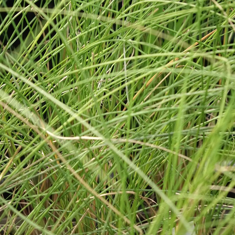 Muhlenbergia capillaris - Prairiegas (Blad)