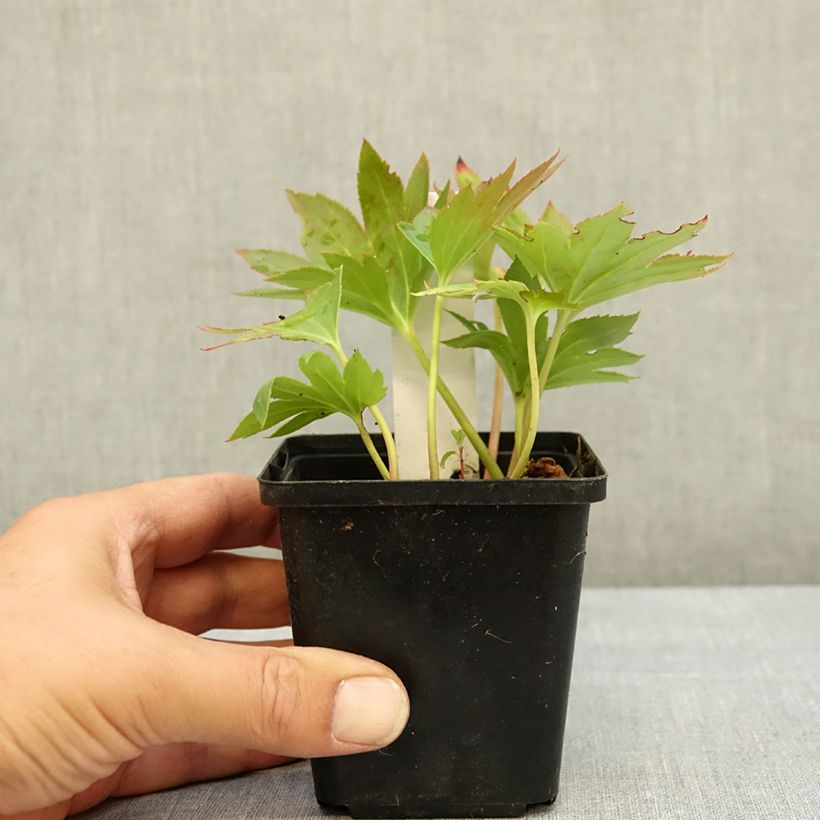 Exemplaar van Mukdenia rossii Crimson Fans - Mukdenia Kweekpotje van 8/9 cm zoals geleverd in de zomer