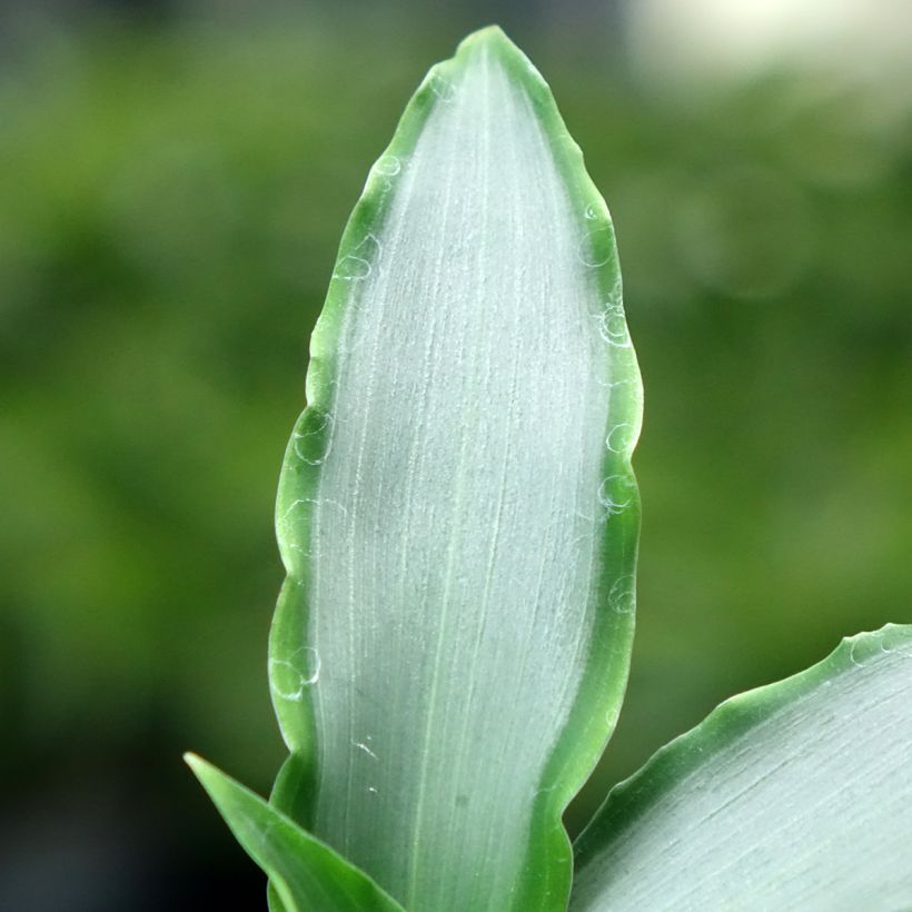 Murdannia Bright Star - Murdannia (Blad)