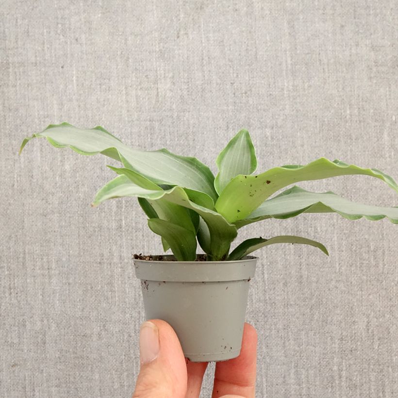 Exemplaar van Murdannia Bright Star - Murdannia Mini-kamerplanten zoals geleverd in de lente