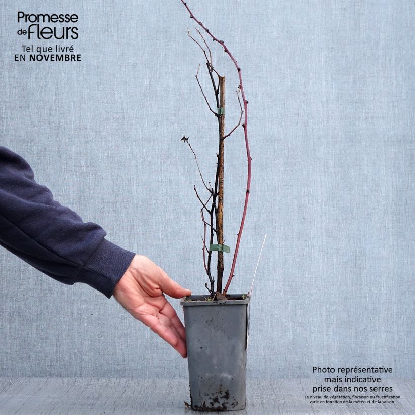 Exemplaar van Braam Dorman Red BIO Pot van 1,5 l/2 l zoals geleverd in de herfst