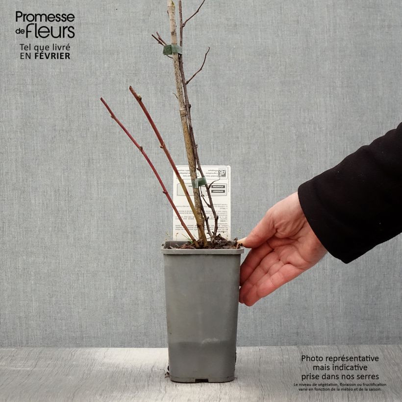 Exemplaar van Mûre des jardins Dorman Red Bio Pot van 1,5 l/2 l zoals geleverd in de winter