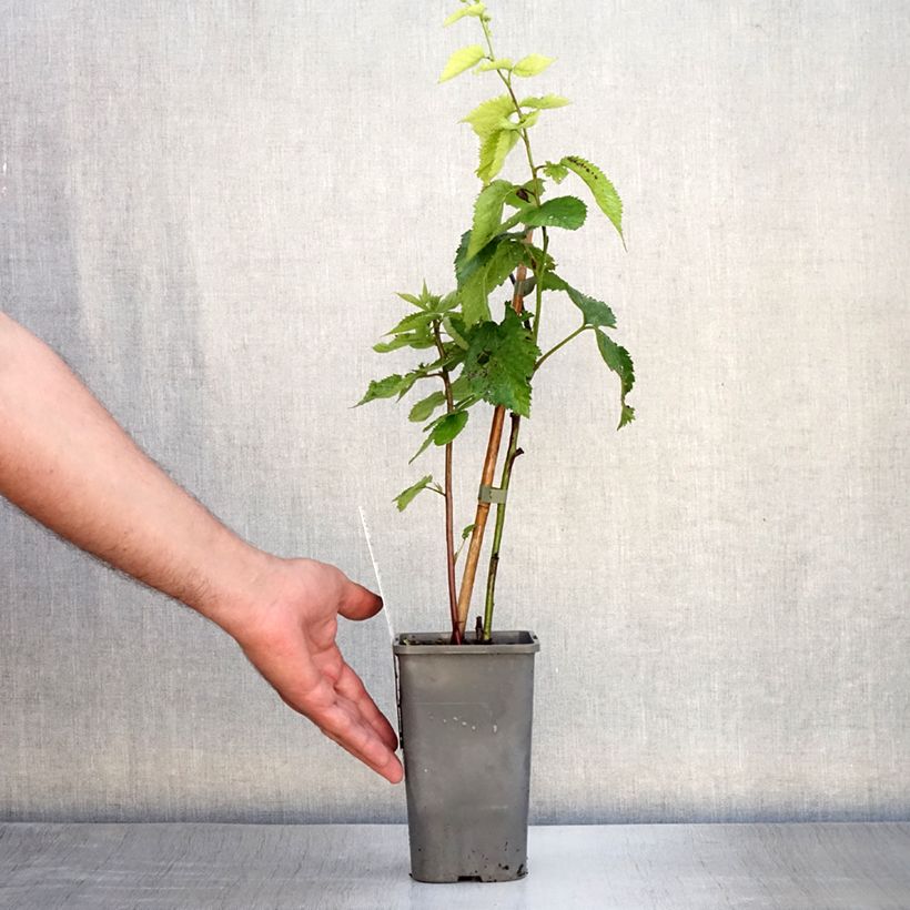 Exemplaar van Braam Little Black Prince Pot van 1,5 l/2 l, Pol zoals geleverd in de zomer