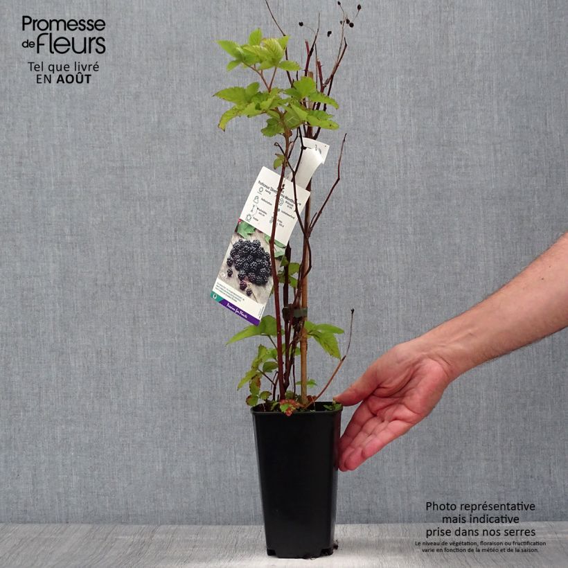 Exemplaar van Braam Direttissima Montblanc Pot van 2 l/3 l, Pol zoals geleverd in de zomer