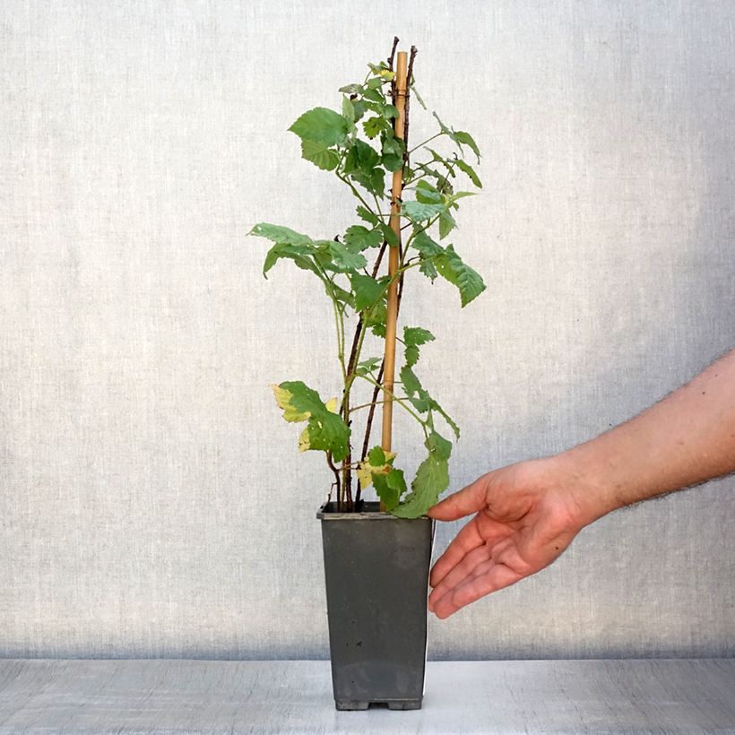Exemplaar van Frambraam Medana Tayberry Pot van 1,5 l/2 l zoals geleverd in de zomer
