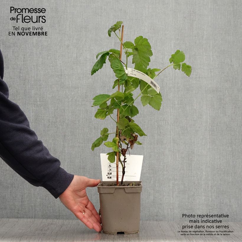 Exemplaar van Frambraam Medana Tayberry Pot van 1,5 l/2 l zoals geleverd in de herfst