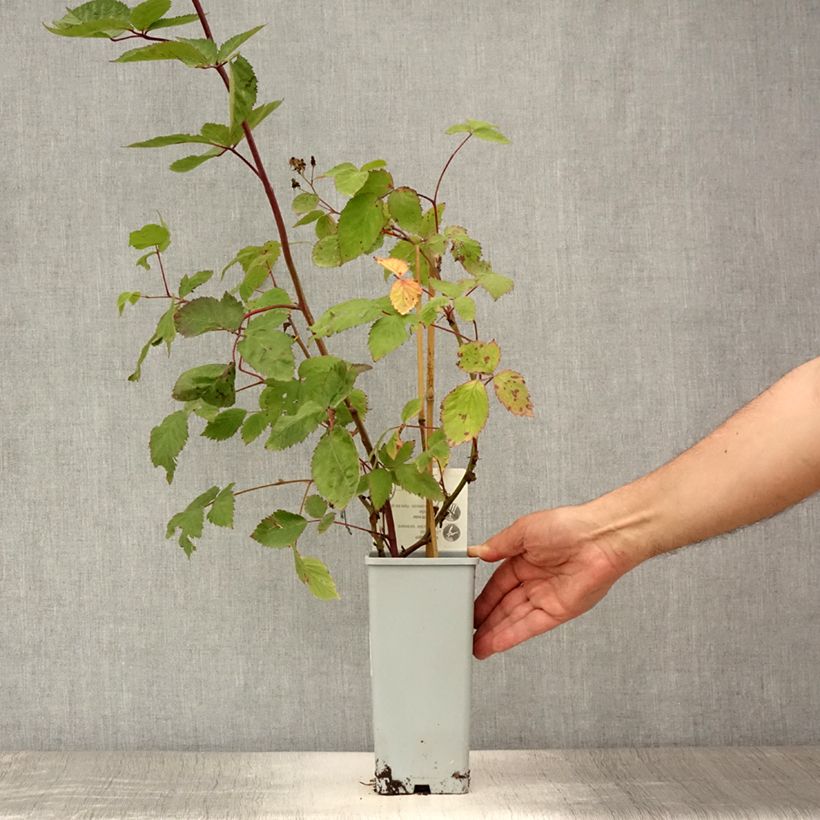 Exemplaar van Braam Black Cascade Pot van 2 l/3 l, Pol zoals geleverd in de zomer