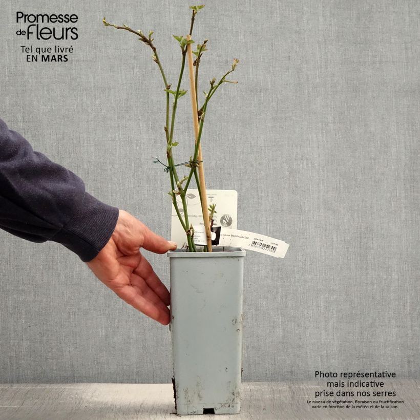 Exemplaar van Braam Black Cascade Pot van 2 l/3 l, Pol zoals geleverd in de lente