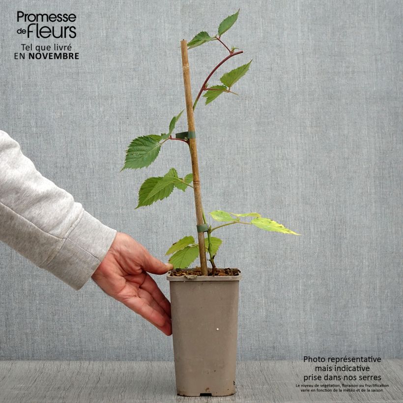 Exemplaar van Doornloze braam Loch Maree Pot van 1,5 l/2 l zoals geleverd in de herfst