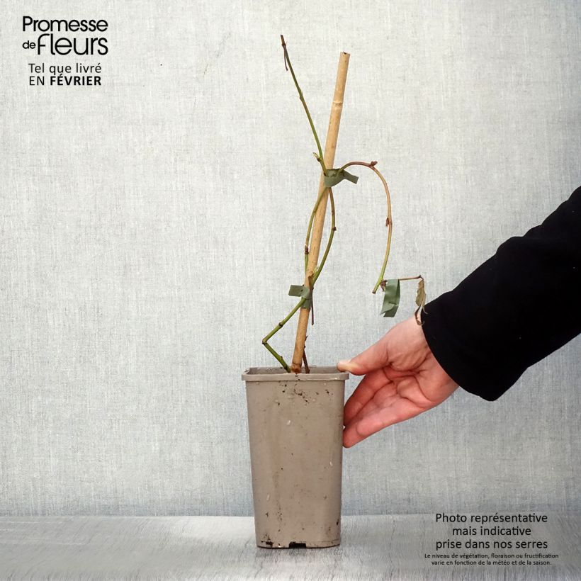 Exemplaar van Mûre sans épines Loch Maree - Rubus fruticosus  Pot van 1,5 l/2 l zoals geleverd in de winter