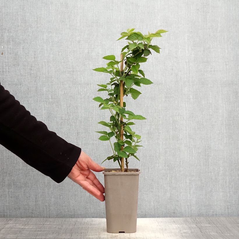 Exemplaar van Doornloze braam Loch Maree Pot van 1,5 l/2 l zoals geleverd in de lente