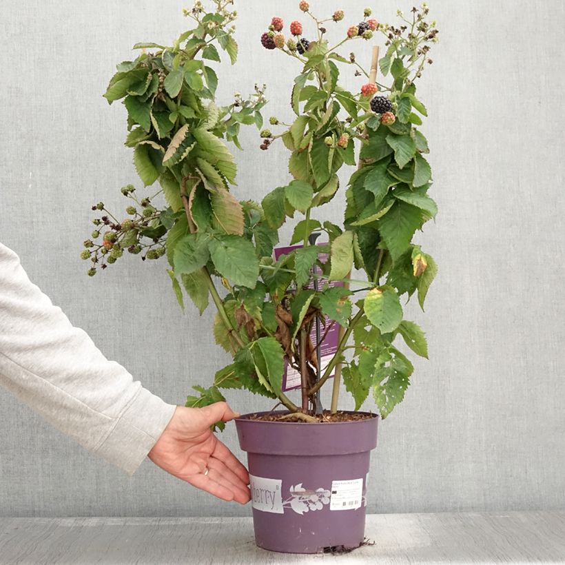 Exemplaar van Mûre naine Lucky Berry - Rubus fruticosus Pot de 4L/5L, Touffe zoals geleverd in de herfst