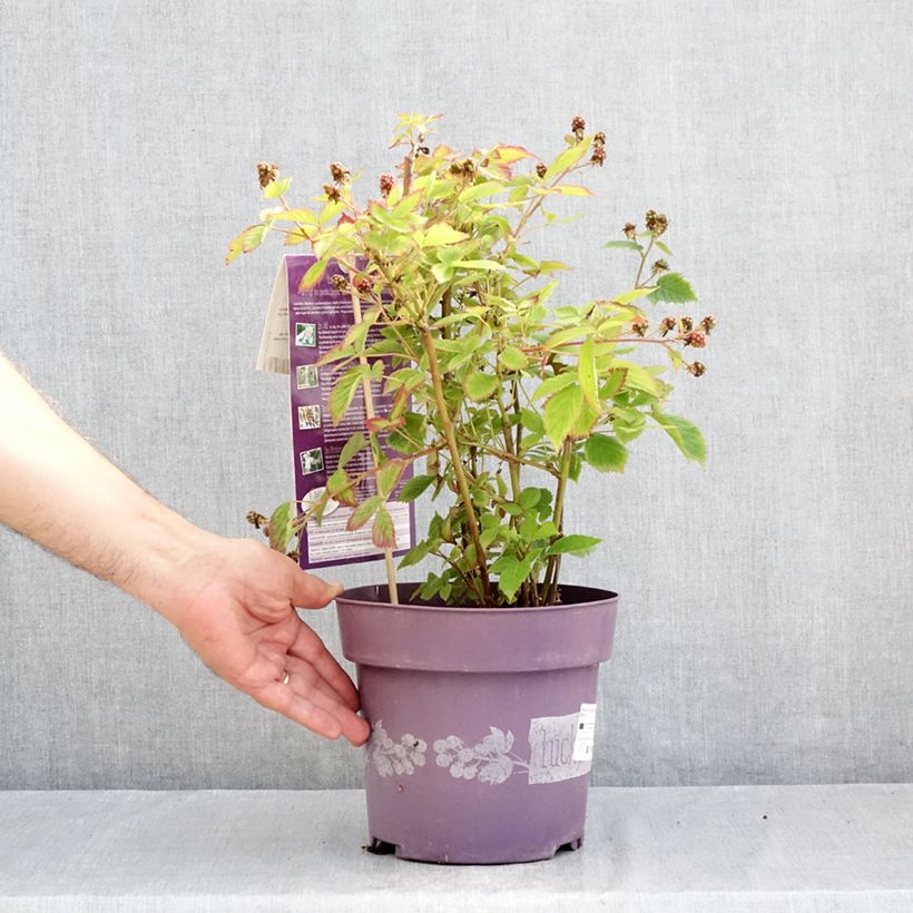 Exemplaar van Doornloze braam Lucky Berry Pot van 4 l/5 l, Pol zoals geleverd in de zomer