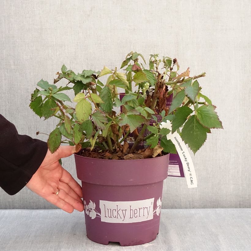 Exemplaar van Doornloze braam Lucky Berry Pot van 4 l/5 l, Pol zoals geleverd in de winter