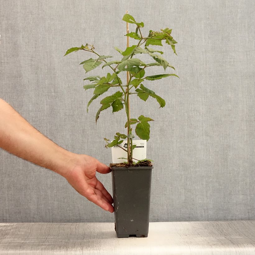 Exemplaar van Braam Reuben (doordragend - draagt op eenjarig hout) Pot van 1,5 l/2 l zoals geleverd in de zomer