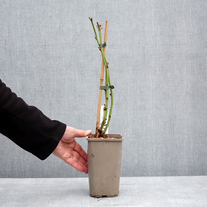 Exemplaar van Mûre sans épine Navaho The Big Easy Pot van 1,5 l/2 l, Pol zoals geleverd in de winter