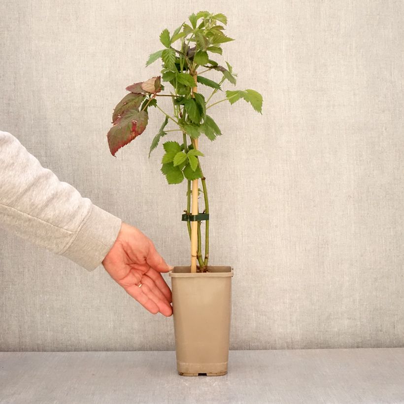 Exemplaar van Doornloze braam Navaho The Big Easy Pot van 1,5 l/2 l, Pol zoals geleverd in de lente