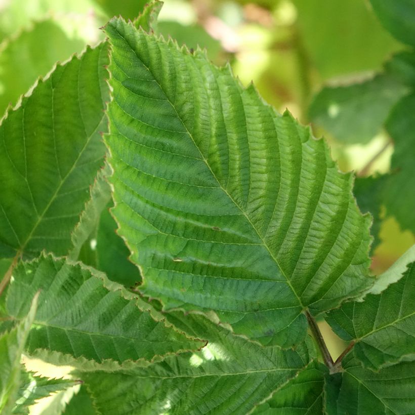 Doornloze braam Navaho The Big Easy (Blad)