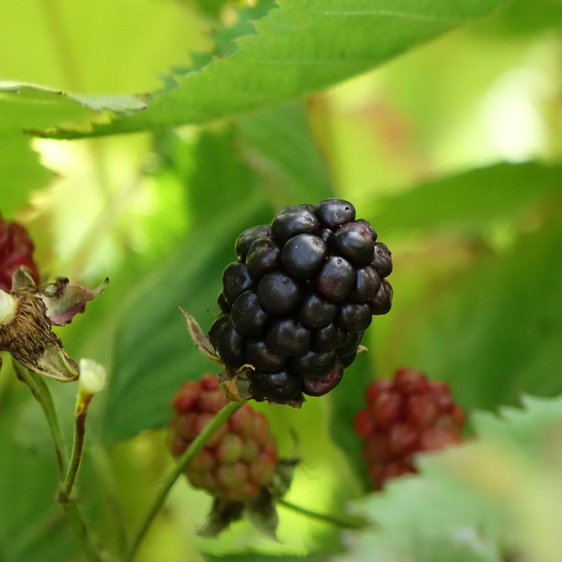 Doornloze braam Navaho The Big Easy (Oogst)