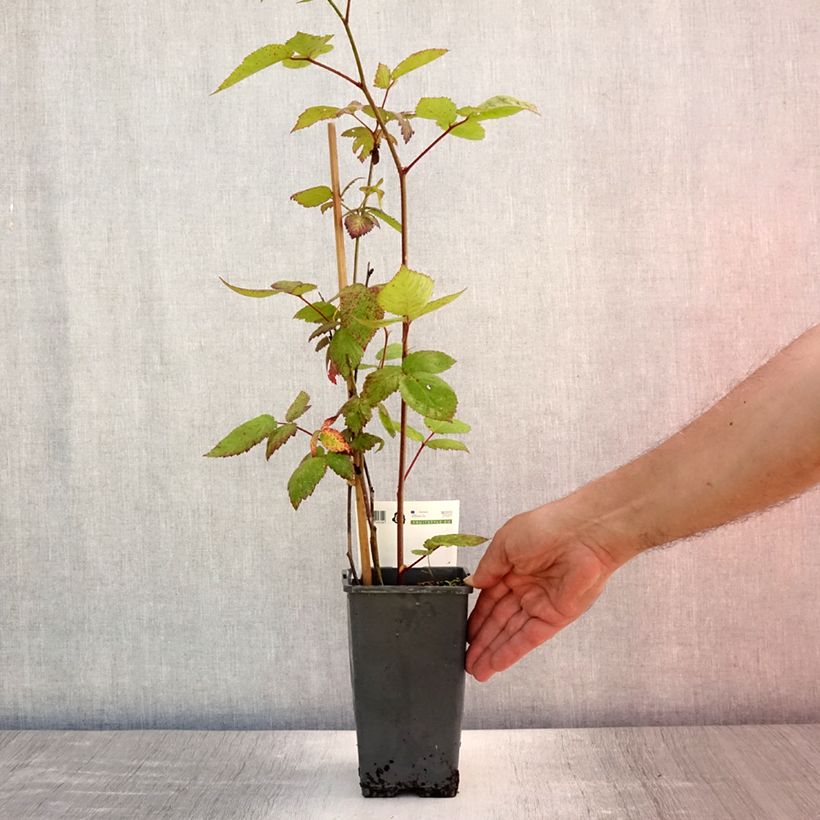 Exemplaar van Suikerbraam Asterina Pot van 1,5 l/2 l zoals geleverd in de zomer