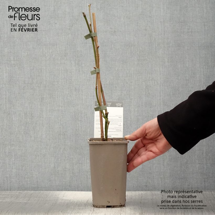 Exemplaar van Doornloze braam Dirksen Thornless Pot van 1,5 l/2 l zoals geleverd in de winter