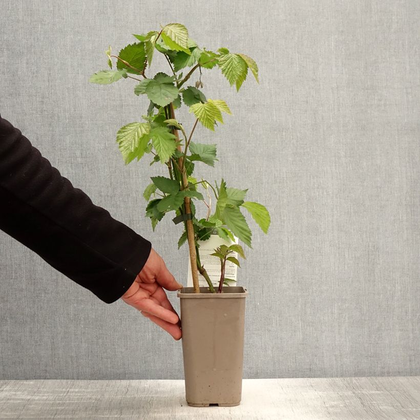 Exemplaar van Doornloze braam Dirksen Thornless Pot van 1,5 l/2 l zoals geleverd in de lente