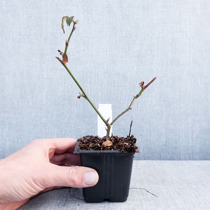 Exemplaar van Doornloze braam Dirksen Thornless Kweekpotje van 8/9 cm zoals geleverd in de winter