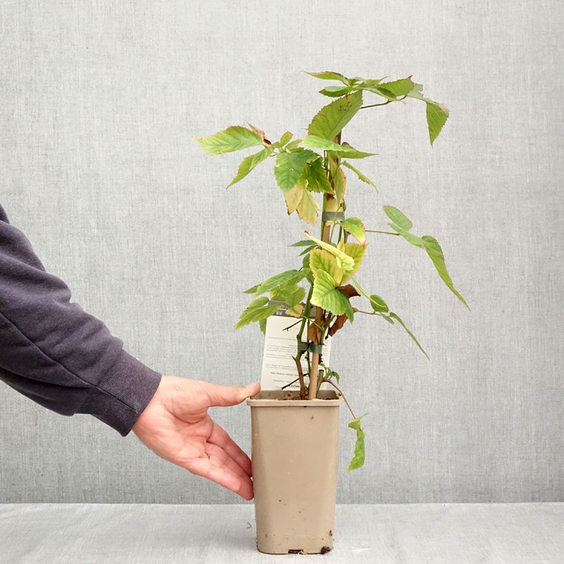 Exemplaar van Doornloze braam Dirksen Thornless Pot van 1,5 l/2 l zoals geleverd in de herfst