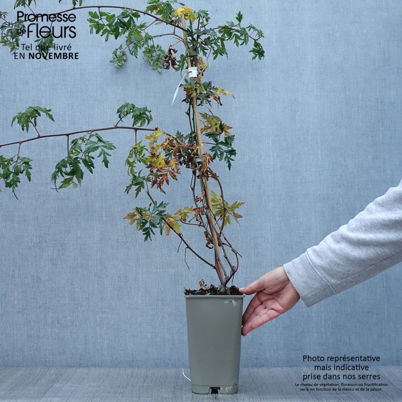 Exemplaar van Doornloze braam Géante des Jardins Pot van 2 l/3 l zoals geleverd in de herfst