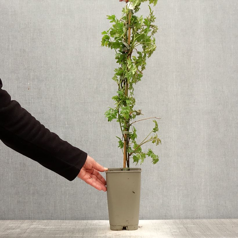 Exemplaar van Doornloze braam Géante des Jardins Pot van 2 l/3 l zoals geleverd in de lente