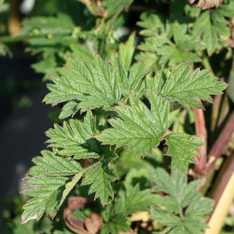 Doornloze braam Géante des Jardins (Blad)