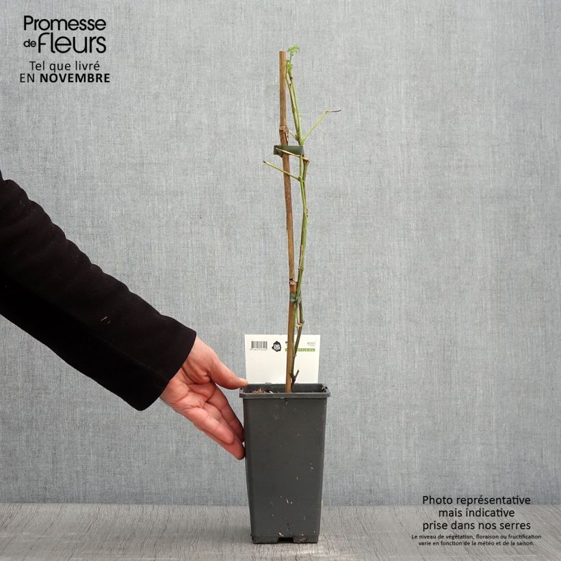 Exemplaar van Doornloze Loganbes Pot van 1,5 l/2 l, Pol zoals geleverd in de herfst