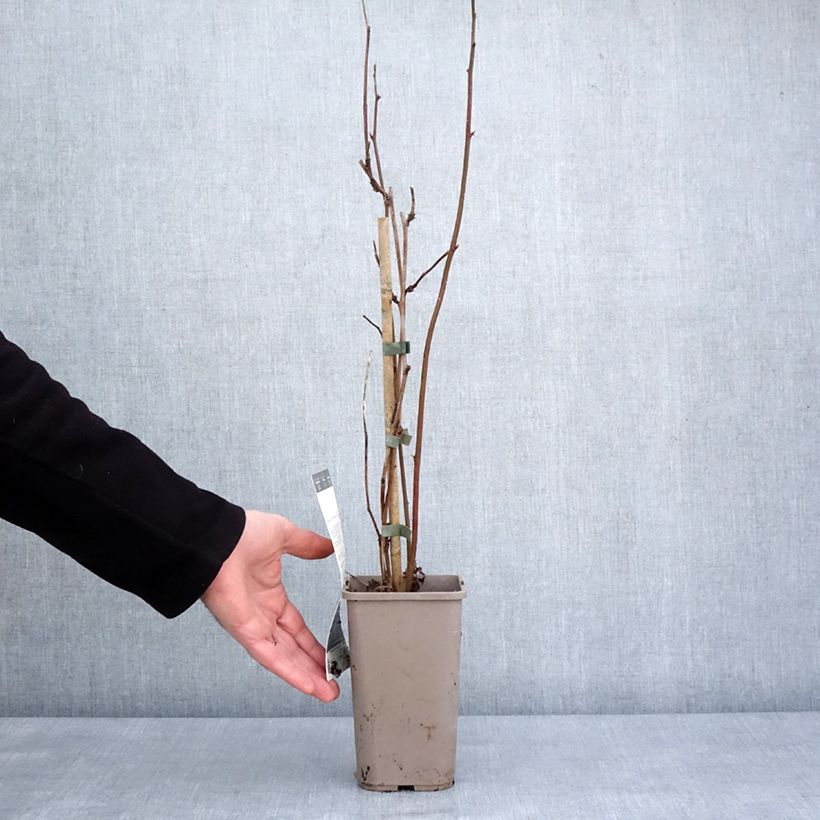 Exemplaar van Doornloze braam Navaho Big and Early Pot van 1,5 l/2 l, Pol zoals geleverd in de winter